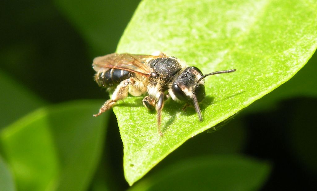 Andrena sp da Le.Mont.Saint.Michel